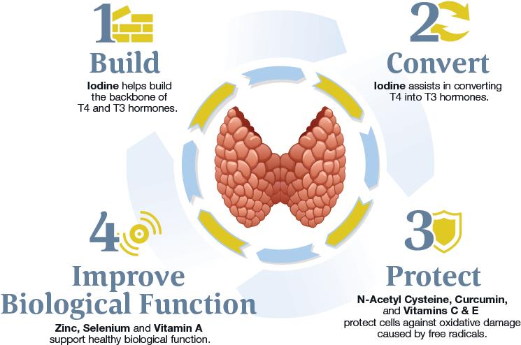 Thyrotain-infographic