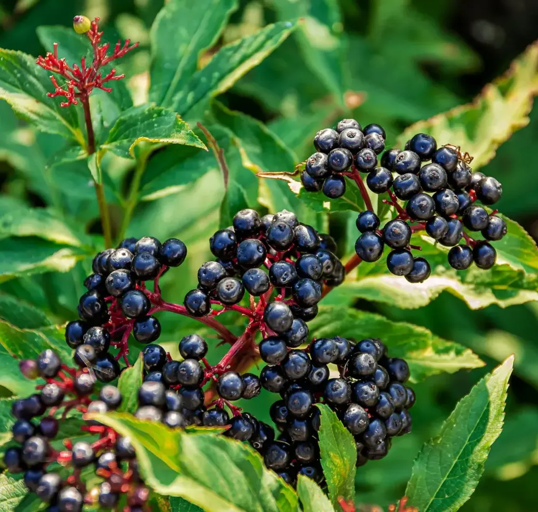 Elderberry